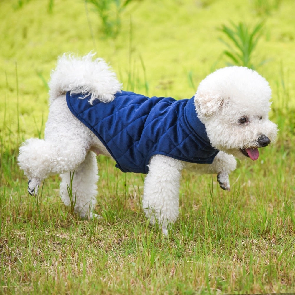 White poodle in a blue Dogs Winter Warm Vest walking on green grass, looking cozy and comfortable.