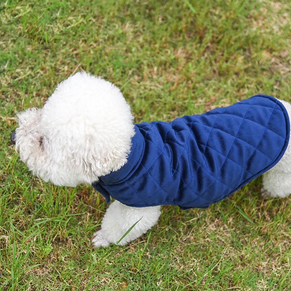 White poodle wearing a blue Dogs Winter Warm Vest on green grass