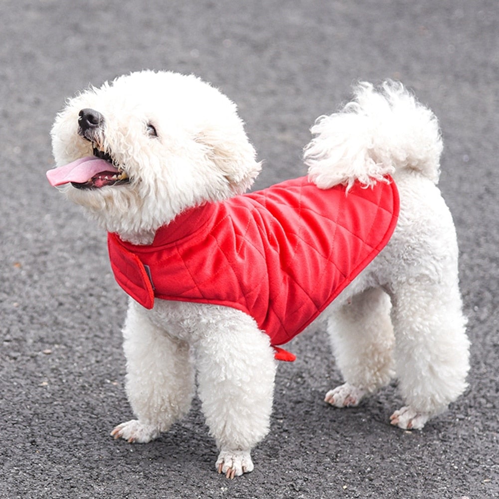 White fluffy dog wearing a red Dogs Winter Warm Vest on a gray asphalt background.