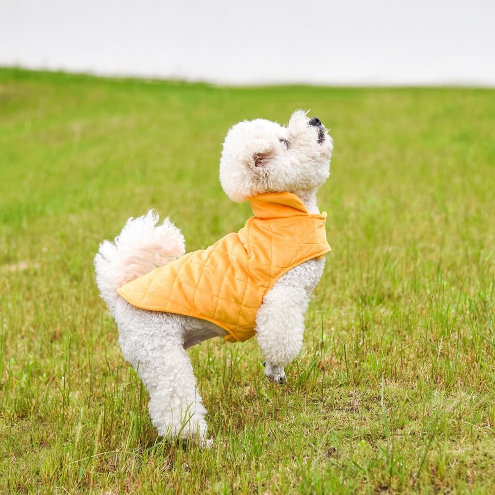 White poodle wearing a Dogs Winter Warm Vest in orange, standing in a grassy field, looking upwards.